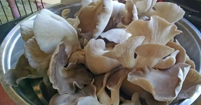 MBA Graduate Turns to Mushroom Farming, Makes Lakhs With Just a 18x45-Foot Shed!
