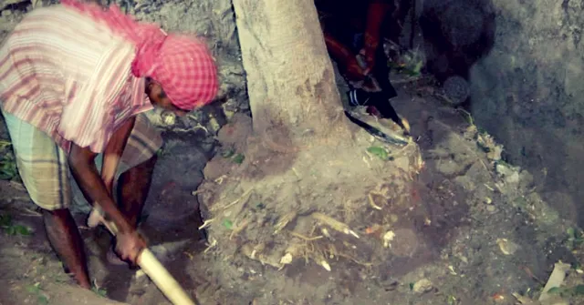 Want to Relocate a Tree? Here Are 9 Steps Through Which You Can Safely Move One