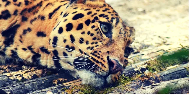 It Is Time We Showed the Leopard Some Compassion; Here's What You Should Do