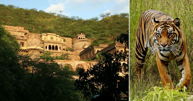 Video: How The Lost Tigers of Alwar's Sariska Made a 'Royal' Comeback
