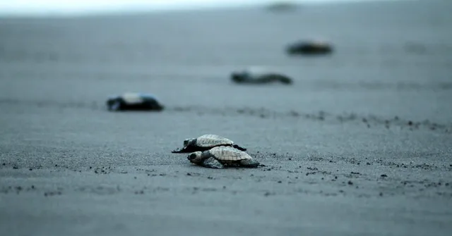 Cuddalore Fishermen's Unique Crusade A Lifeline For Fast-Vanishing Turtles!