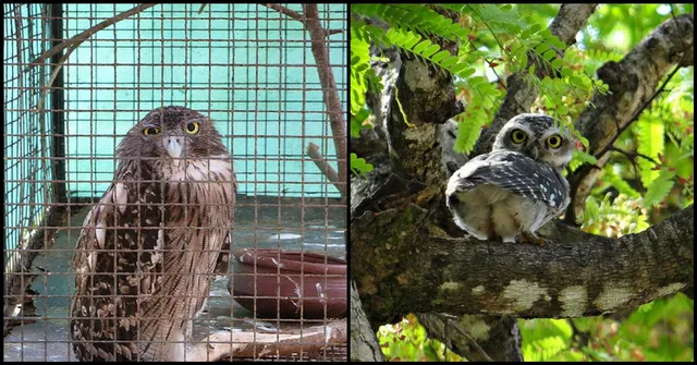 Saw an Owl in Cage in Your City? Here's How You Can Save Its Life!