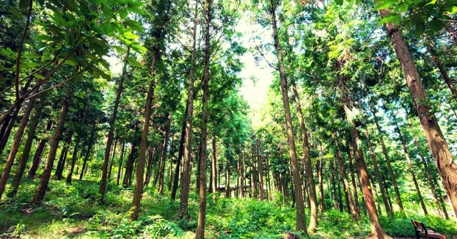 India Increases Tree Cover, Ranks Among Top 10 Countries in Forest Area