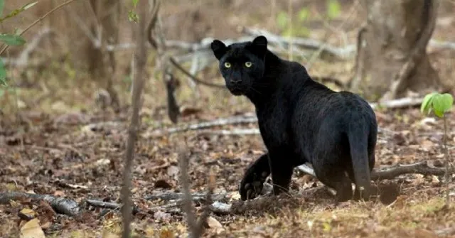 Special Sighting: 'Bagheera' Spotted in Chhattisgarh After 24 Years!