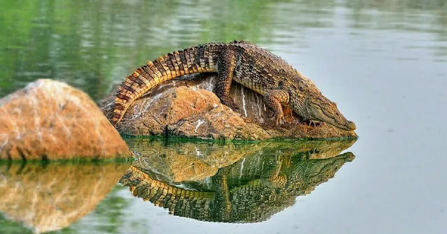 Mumbai's Powai Lake to Get a Crocodile Park Soon!
