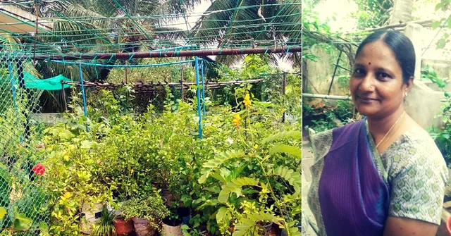 Want to Set up a Terrace Garden? Let Chennai's Top Terrace Gardener Guide You!