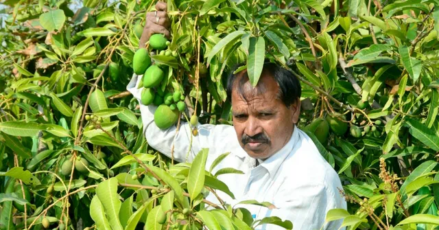 Fresh Mangoes Three Times a Year? Meet The Farmer Who Created The Unique 'Sadabahar'