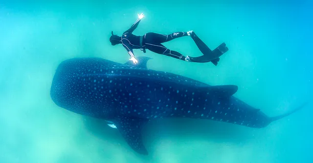 Gujarat's Gentle Giants: Local Fishermen Turn Saviors For the World's Largest Fish!