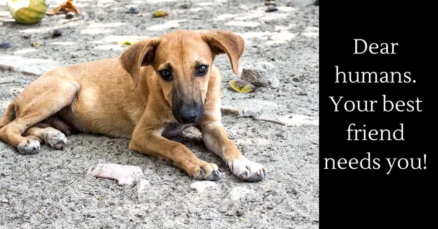 #NotWithoutMyDog: Why Bengaluru is Up In Arms Against BBMP's Draconian Pet Laws
