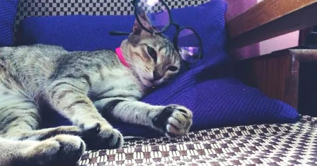 Adopt Don't Shop: Meet The Furry Finalists of India’s Cutest Rescued Cat Alive!