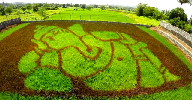Exclusive: How Can You 'Paint' with Paddy? Let India's Sole Paddy Artist Show You!
