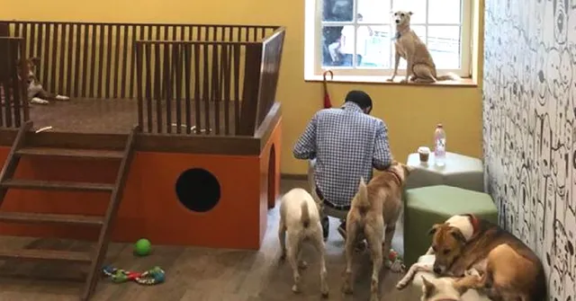 Heartwarming! Tata's Bombay House Give Stray Dogs a Swanky Room of Their Own!