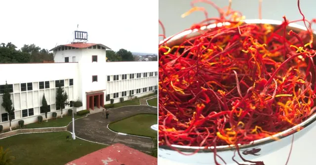 Can Saffron Fix Alzheimer's? Scientists Find Golden Link Between Spice & Cure