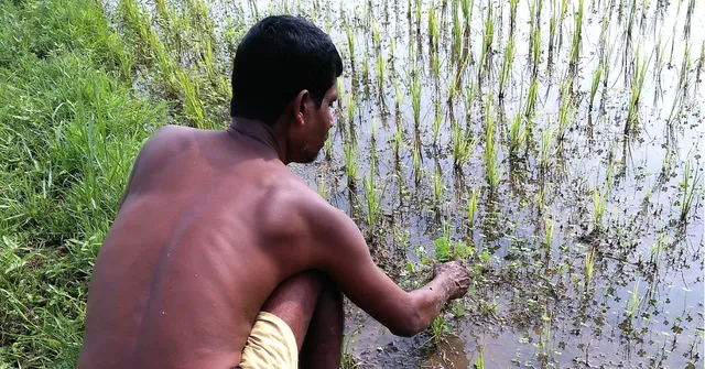 Kerala Floods: After Immense Devastation, Farmers See A Glimmer of Hope