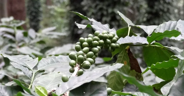 Grown by Tribals, Coffee from Andhra's Araku Valley Wins Gold In Paris' Prix Epicures!