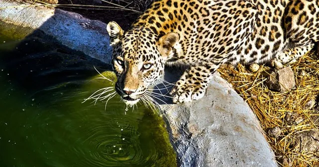 Drought Ravages Forest, but Here's How Pune Farmers Are Keeping Leopards Hydrated!