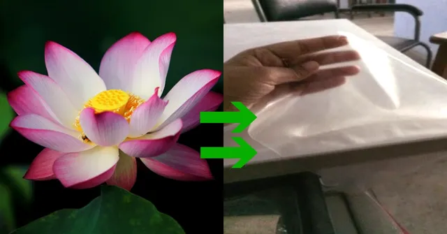 Starch from Lotus Stem, Whey & Isabgol: Researchers Develop Biodegradable Film
