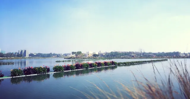 How a Garbage-Laden B'Luru Lake Set a World Record For India’s Largest Floating Island!