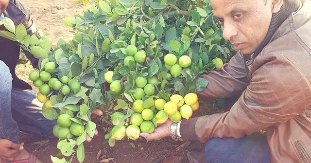 These Organic Farmers Prove Lemons in Life Can Fetch You Lakhs in Profit. Here's How!