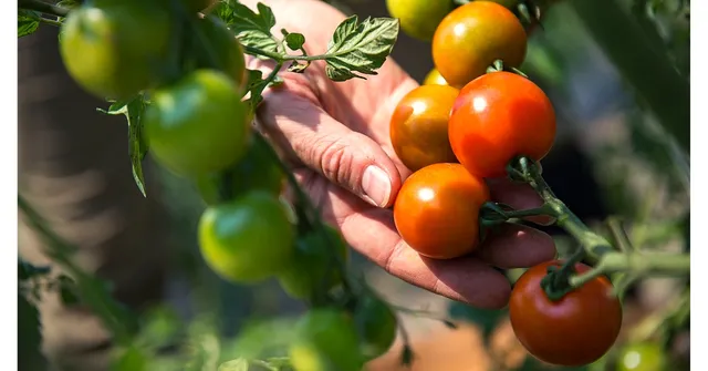 How Do Fresh Veggies and Fruits Get 'Poisoned'? Indian Scientists Crack the Mystery