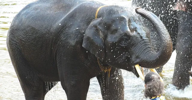 'Elephants Do Not Go to Office': Apex Court Confirms Jumbo's Rights to Forest Routes