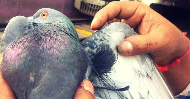 Positive Moment: Mumbai's Lifeline Stops for Five Minutes to Save a Pigeon!
