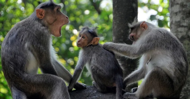 Odisha Plans Fruitful Future for its Monkeys, to Plant Over 1 Lakh Fruit Trees Just for Them!