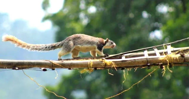 Kerala Sanctuary Builds 'Canopy Bridges', Saves Tree Animals From Road Hits!