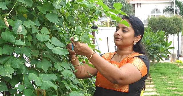 Mint In Pots To Growing Veggies to Feed Her Family: B'luru Lady's Inspiring Story