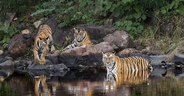 0 to 54: The Untold Story of How Panna Got Her Tigers Back in Just 10 Years