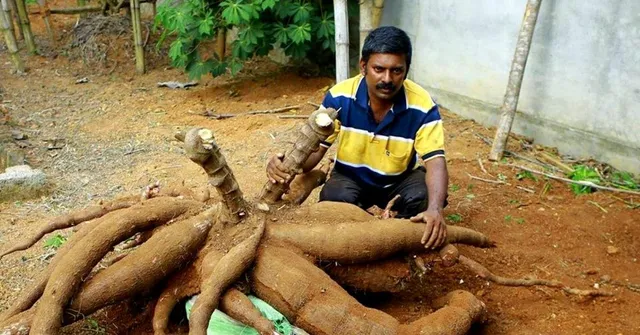 Kerala Cable Operator Takes up Organic Farming, Grows Record-Setting Tapioca, Okra