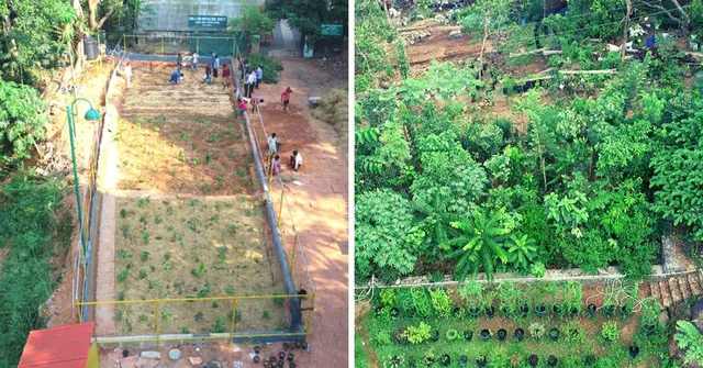 How to Grow a Forest Using The Miyawaki Method In Minimal Space