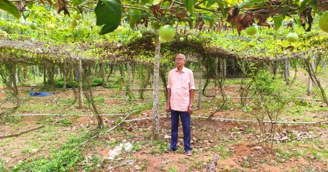 'Soldier Never Retires': 80-YO Grows Organic Passion Fruit Amidst Rubber Plantations