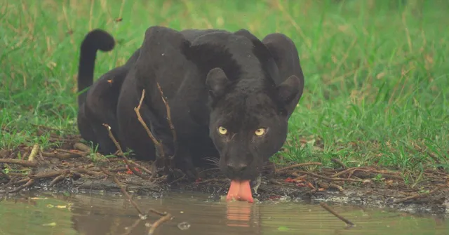 Love, Loss & Triumph: How 'The Real Black Panther' Overcame the Odds to Rule Nagarhole