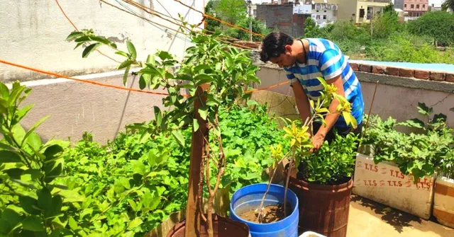 Rajasthan Man's Zero-Budget Terrace Garden Helps Him Save Rs 4,000/Month!