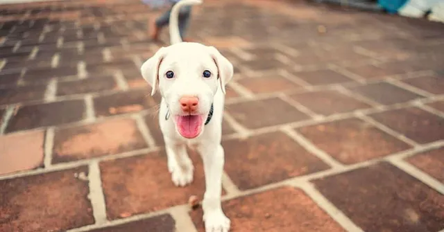 Rajapalayam to Combai: How to Adopt Native Indian Dog Breeds