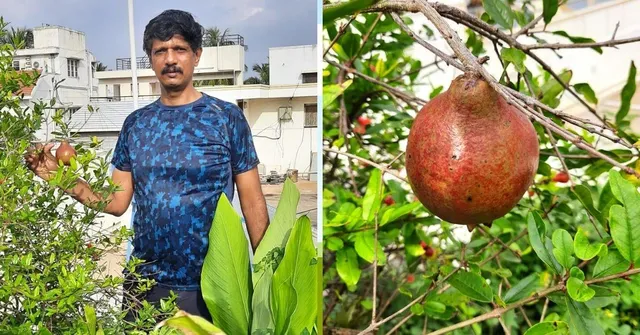 Curry Leaves to Drumstick, Bengaluru Man Grows Vegetable Forest In 10x10 Space 