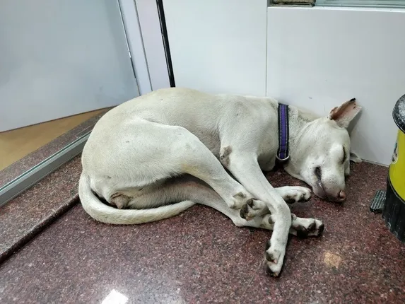 How Mumbaikars Came Together to Save Noorie, The Dog Who was Brutally Raped