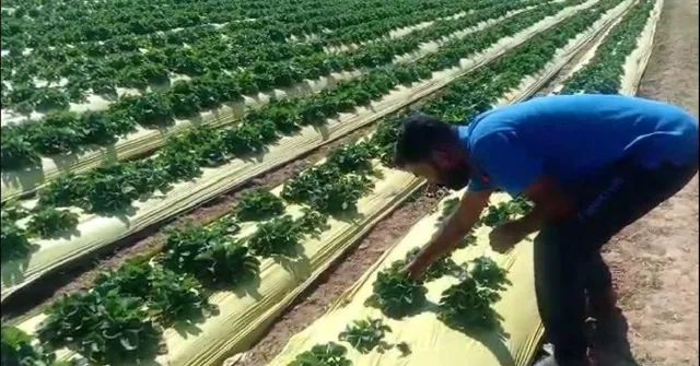 Dharward Farmer's Strawberries Earn Rs 6 Lakh, Shares Tips For Home Garden