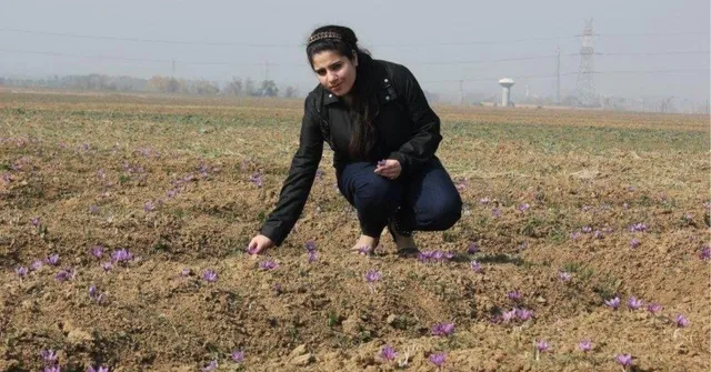 Mongra to Zarda, This Kashmir Family Has Been Cultivating Organic Saffron for Over 50 Years