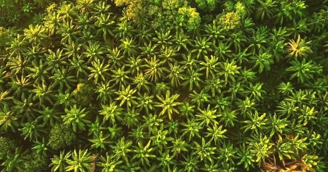 #KnowYourPalm: 5 Brands That Use 100% Sustainable Palm Oil in Your Daily-Use Products