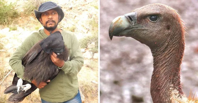 From 22 Birds To 347, How This Man Saved Maharashtra's Vultures From Extinction