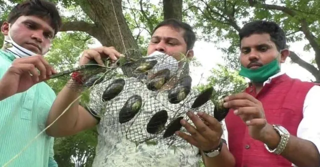 Brothers' Trio Quit Corporate Jobs to Start Pearl Farming All Over UP, Help 180 More