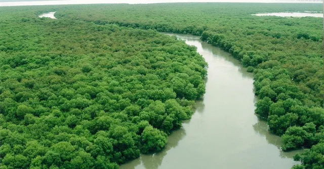 This Initiative Has Been Saving Mumbai’s Mangroves for Over 3 Decades; Here’s Why It’s Crucial