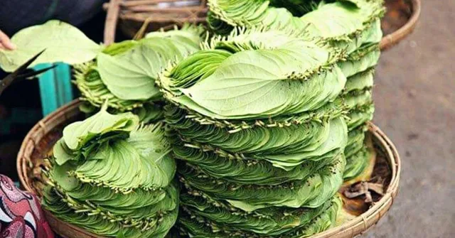 Used for 5000 years, Betel Leaf is Packed with Health Benefits You Didn't Know
