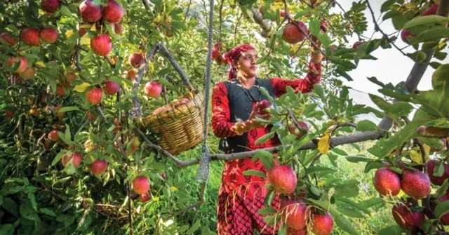 India's Top 10 Fruit Picking Destinations For the Perfect Family Vacation
