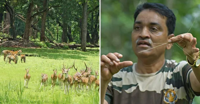 Kanha’s Tigers to Kuno’s Cheetahs: India’s ‘Grass Man’ Grows Lush Habitats For Wildlife