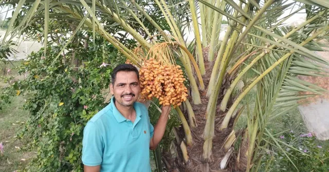 Farmer Uses Rainwater Harvesting to Grow Organic Dates, Earns Rs 12 Lakh in One Season