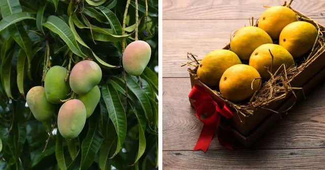 Order Organic Mangoes From Farms Across India Using 8 Online Platforms