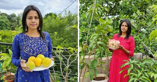 How to Grow Mangoes & 4 Other Low-Maintenance Fruits in Pots at Home